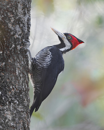 Crimson-crested Woodpecker