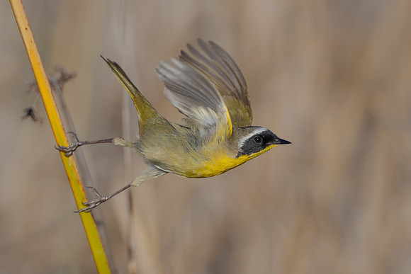 Common Yellowthroat, taking flight