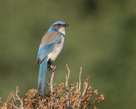 California Scrub-Jay