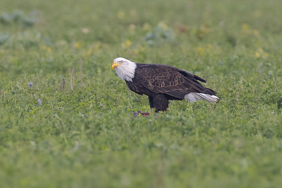 Bald Eagle, with prey