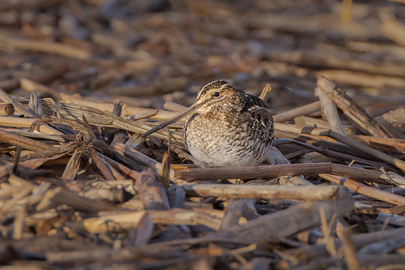 Wilson's Snipe