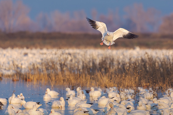 Ross's Geese