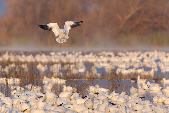 Ross's Geese
