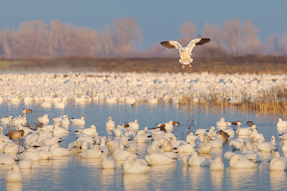 Ross's Geese