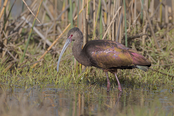 White-faced Ibis