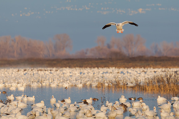 Ross's Geese