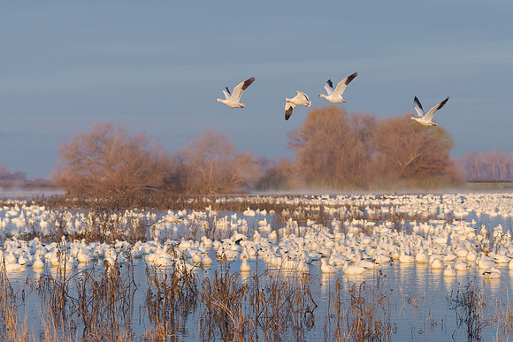 Ross's Geese