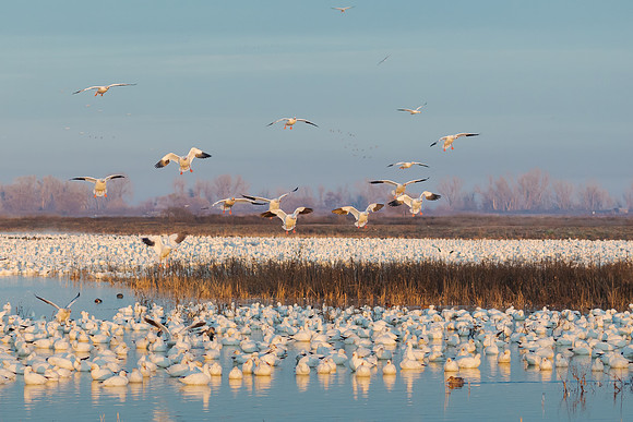 Ross's Geese