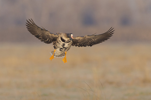 Greater White-fronted Goose