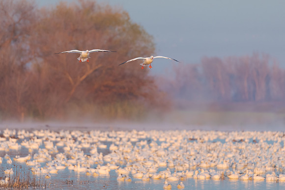 Ross's Geese