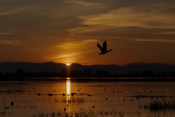 Ross's Geese