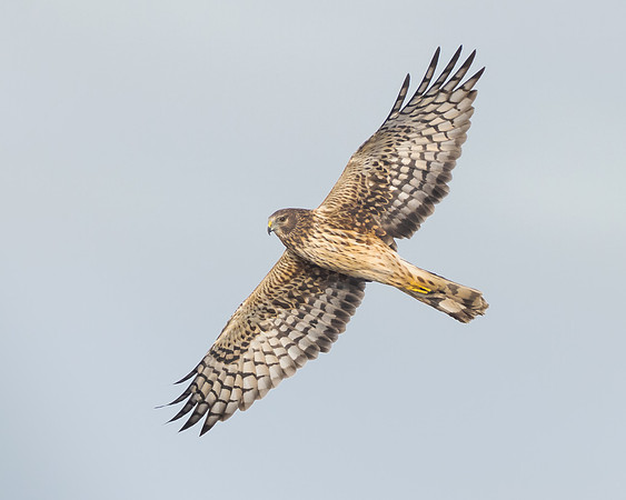 Northern Harrier