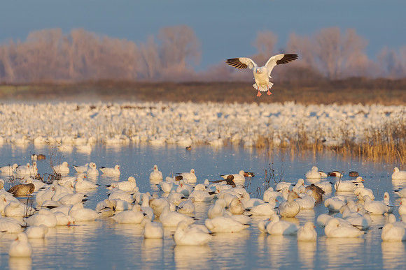 Ross's Geese