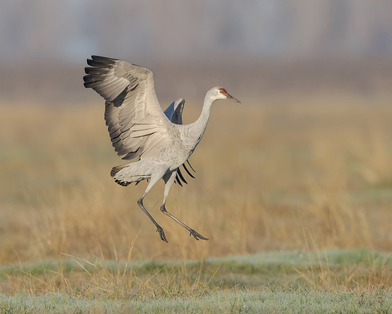 Sandhill Crane