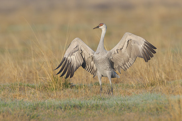 Sandhill Crane