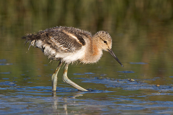 American Avocet, chick