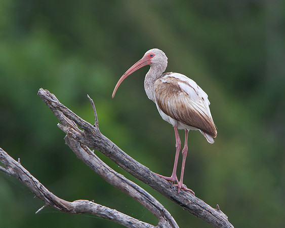 White Ibis, juvenile