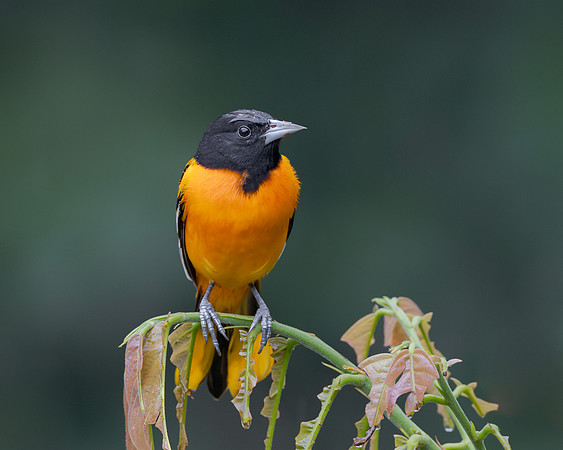 Baltimore Oriole