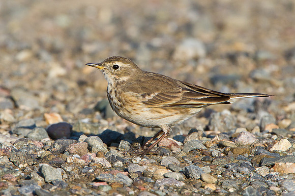American Pipit