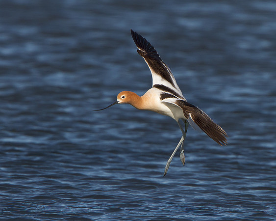 American Avocet
