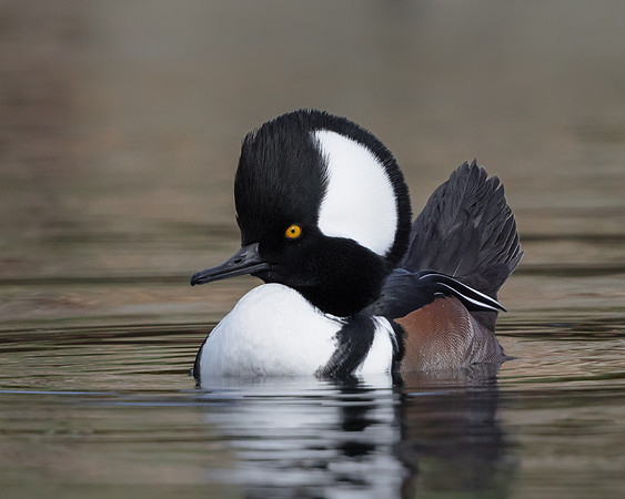 Hooded Merganser