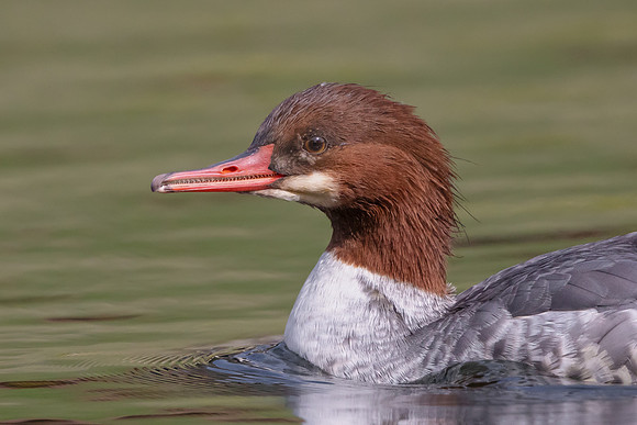Common Merganser