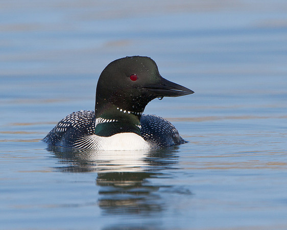 Common Loon, breeding plumage