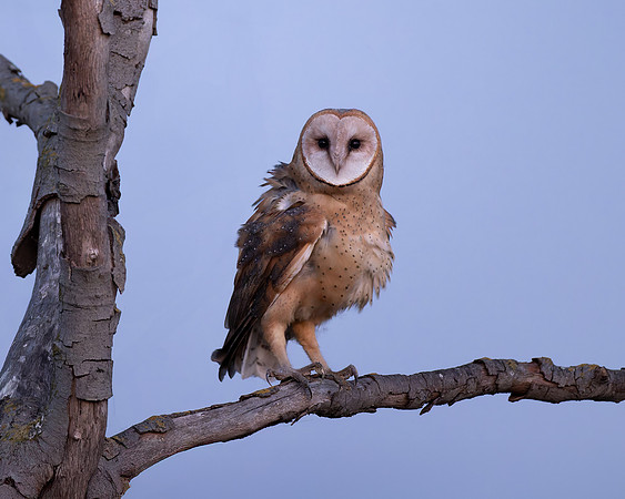 Juvenile Barn Owl, at dusk