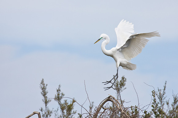 Great Egret