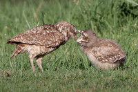 Burrowning Owls, parent feeding young