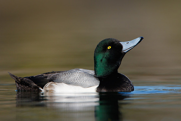 Greater Scaup