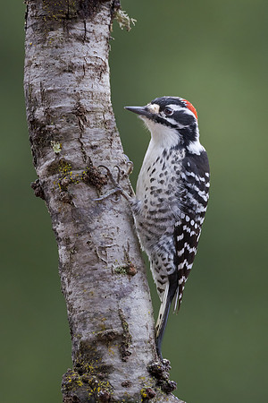 Nuttall's Woodpecker