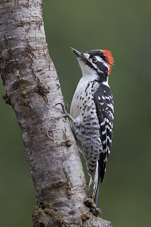 Nuttall's Woodpecker