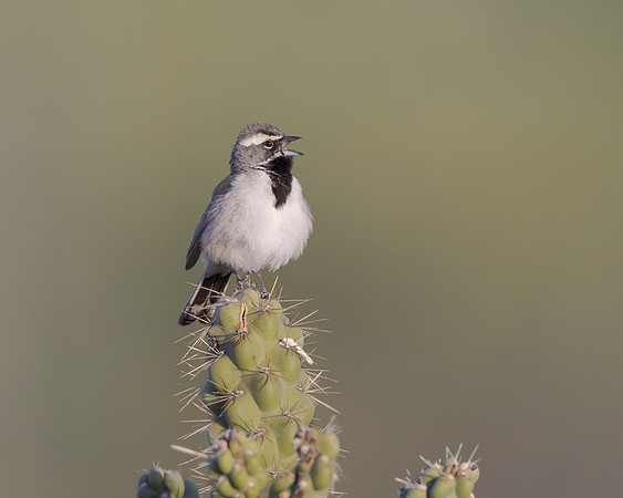 Black-throated Sparrow