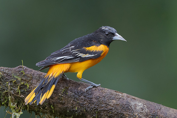 Baltimore Oriole