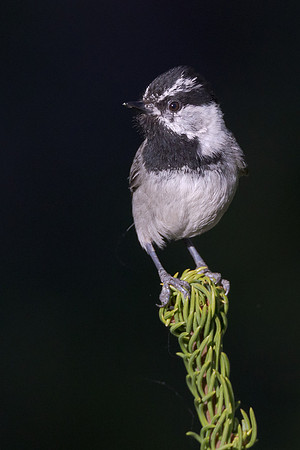 Mountain Chickadee