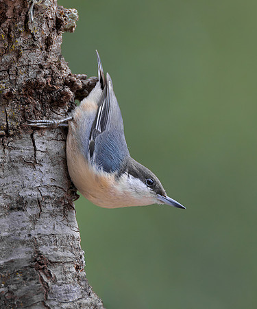 Pygmy Nuthatch