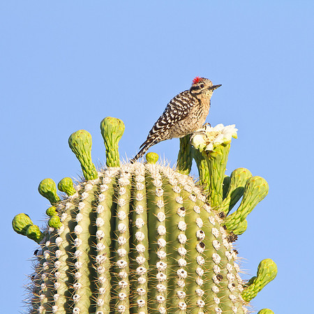 Ladder-backed Woodpecker