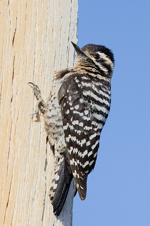 Ladder-backed Woodpecker