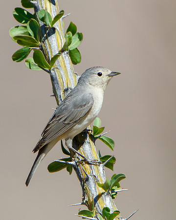 Lucy's Warbler
