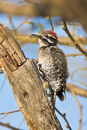 Ladder-backed Woodpecker