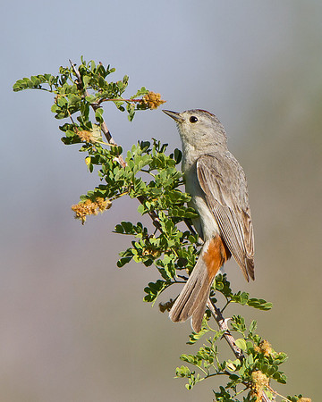 Lucy's Warbler