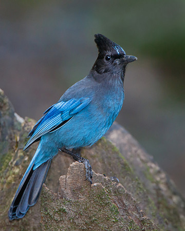 Steller's Jay
