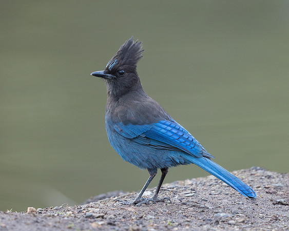 Steller's Jay