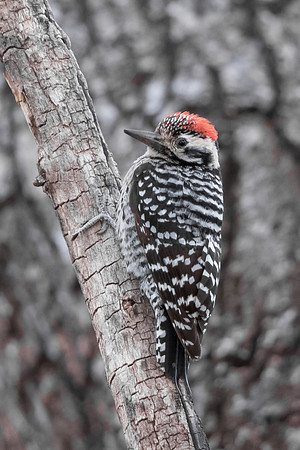 Ladder-backed Woodpecker