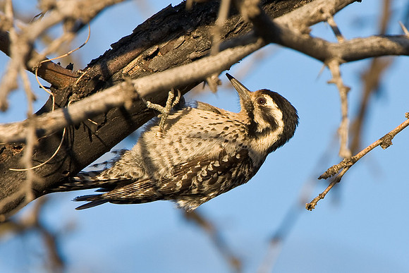 Ladder-backed Woodpecker