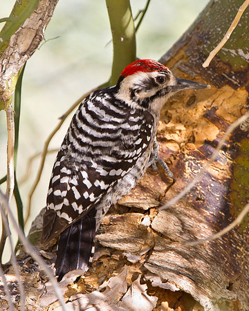 Ladder-backed Woodpecker