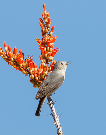 Lucy's Warbler
