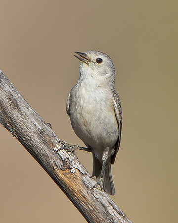 Lucy's Warbler