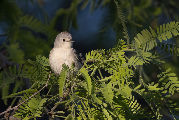 Lucy's Warbler